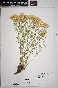 Psilostrophe sparsiflora image