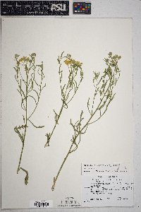 Psilostrophe sparsiflora image