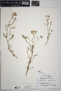 Psilostrophe sparsiflora image