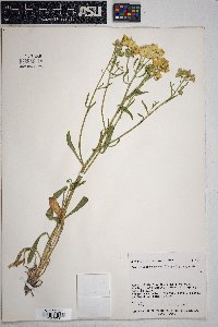 Psilostrophe sparsiflora image