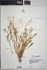 Psilostrophe sparsiflora image