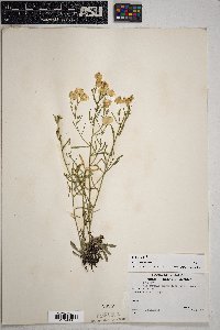 Psilostrophe sparsiflora image