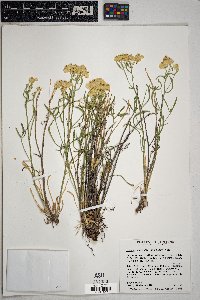 Psilostrophe sparsiflora image