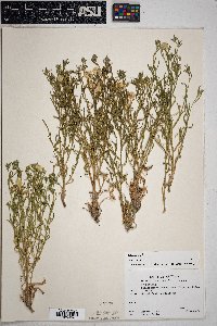 Psilostrophe sparsiflora image