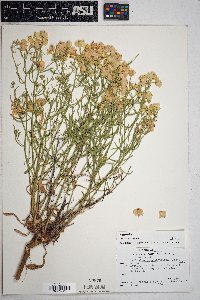 Psilostrophe sparsiflora image