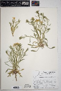 Psilostrophe sparsiflora image