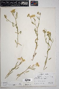 Psilostrophe sparsiflora image