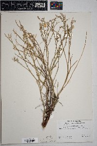 Psilostrophe sparsiflora image