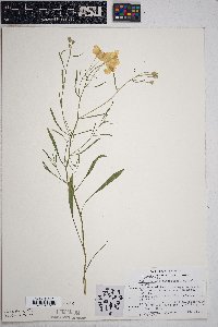 Psilostrophe sparsiflora image