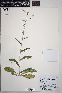 Rafinesquia californica image