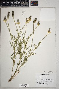 Ratibida columnifera image