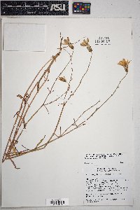 Atriplex obovata image