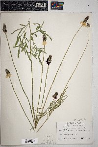 Ratibida columnifera image