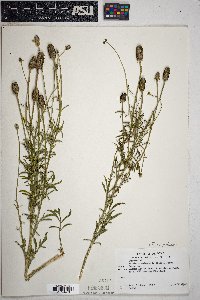 Ratibida columnifera image