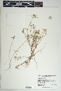 Sanvitalia abertii image