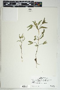 Sanvitalia abertii image