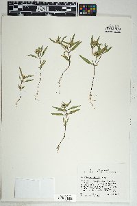 Sanvitalia abertii image