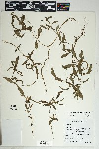 Sanvitalia abertii image