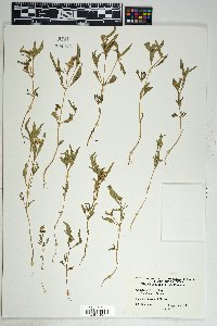 Sanvitalia abertii image