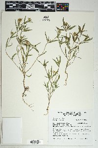 Sanvitalia abertii image