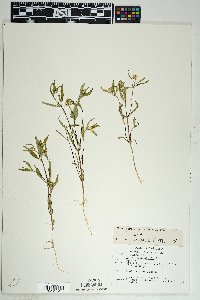 Sanvitalia abertii image