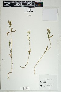 Sanvitalia abertii image