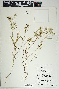 Sanvitalia abertii image