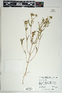 Sanvitalia abertii image