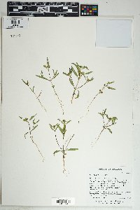 Sanvitalia abertii image