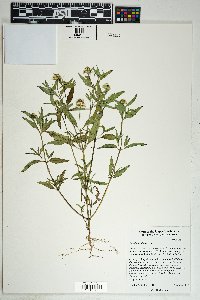 Sanvitalia abertii image