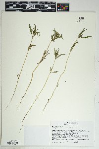 Sanvitalia abertii image