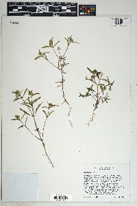 Sanvitalia abertii image