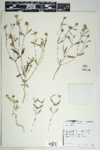 Sanvitalia abertii image