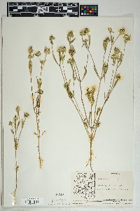 Sanvitalia abertii image