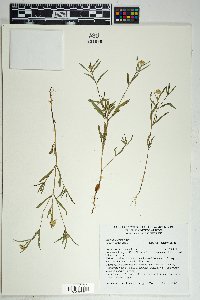 Sanvitalia abertii image