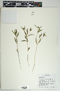 Sanvitalia abertii image