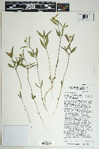 Sanvitalia abertii image