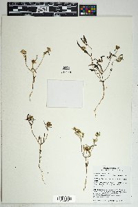 Sanvitalia abertii image