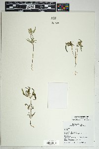 Sanvitalia abertii image