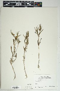 Sanvitalia abertii image