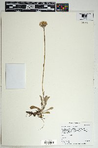 Senecio actinella image