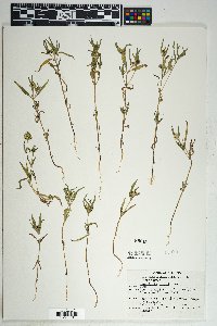 Sanvitalia abertii image