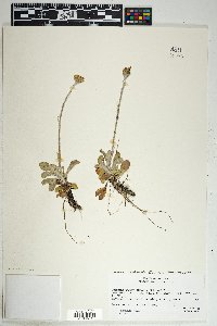 Senecio actinella image