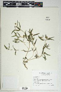 Sanvitalia abertii image