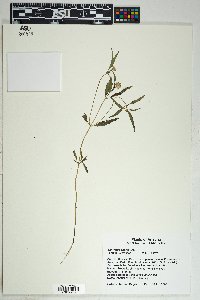 Sanvitalia abertii image