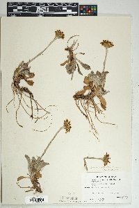 Senecio actinella image