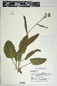 Senecio arizonicus image