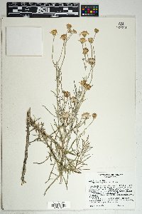 Senecio flaccidus image