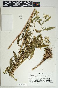 Senecio eremophilus var. macdougalii image