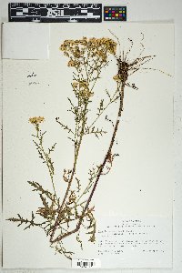 Senecio eremophilus var. macdougalii image